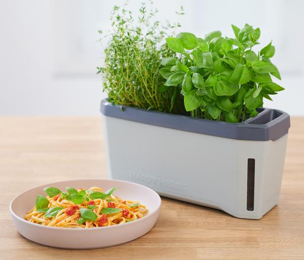 Gusta Garden Kräutertopf Harry Herbs, ca.