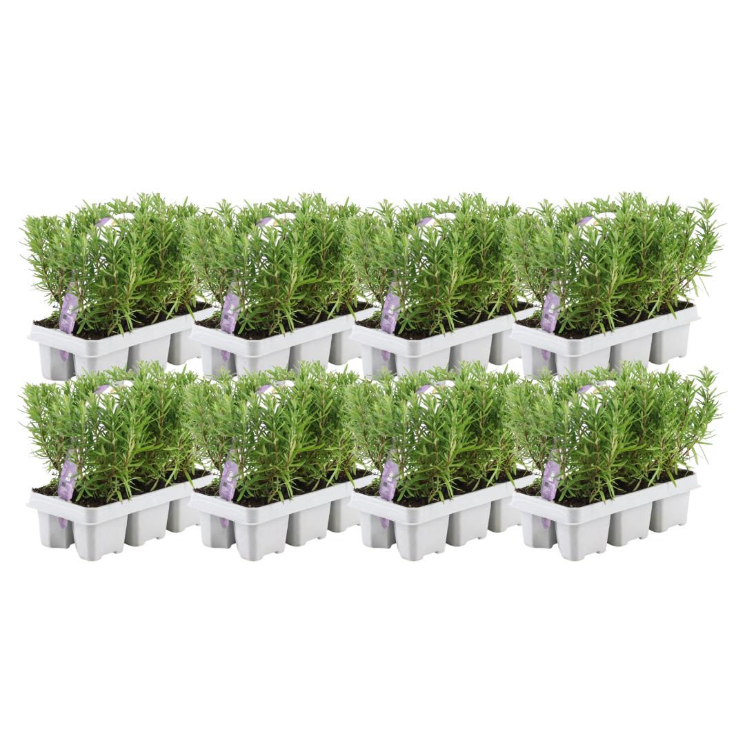 Romarin - 8 packs de 6
