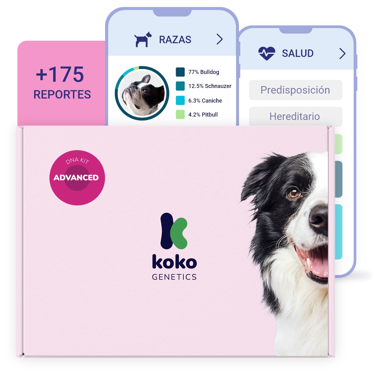Teste de DNA avançado para cães