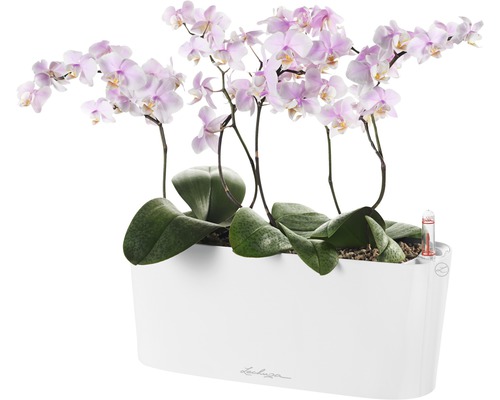Lechuza Delta kunststof bloembak 11x30x13 cm wit incl. grondbewateringssysteem en waterniveau-indicator