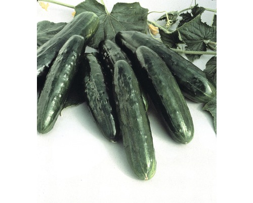 Komkommer, komkommer Cucumis sativus Ø 9 cm pot