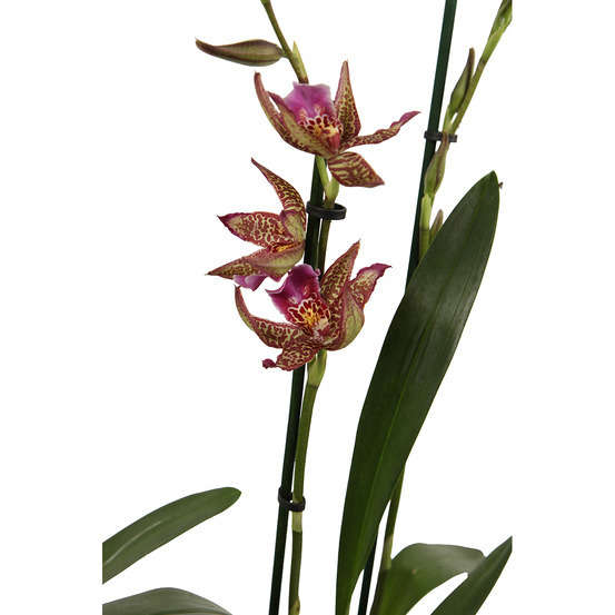 Orchidée Cambria 2 tiges - pot D.12 cm