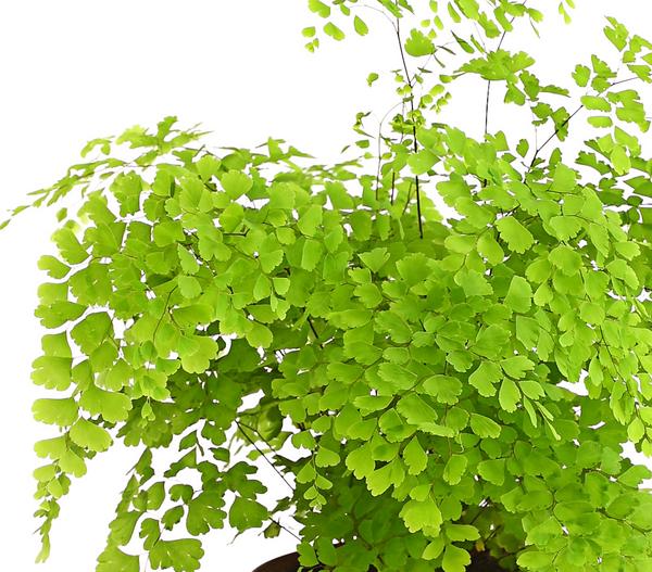 Frauenhaarfarn - Adiantum raddianum