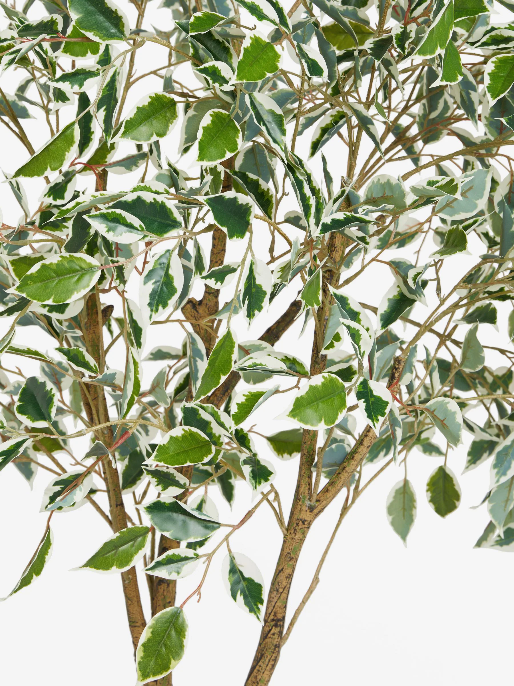 Artificial Benjamina Tree With Variagated Leaves