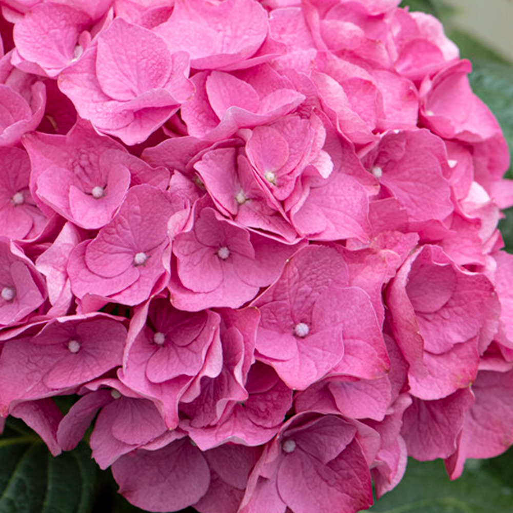 3x hydrangea macrophylla 'early pink' - hortensia - arbuste - rustique – ⌀10.5 cm - ↕20-25 cm