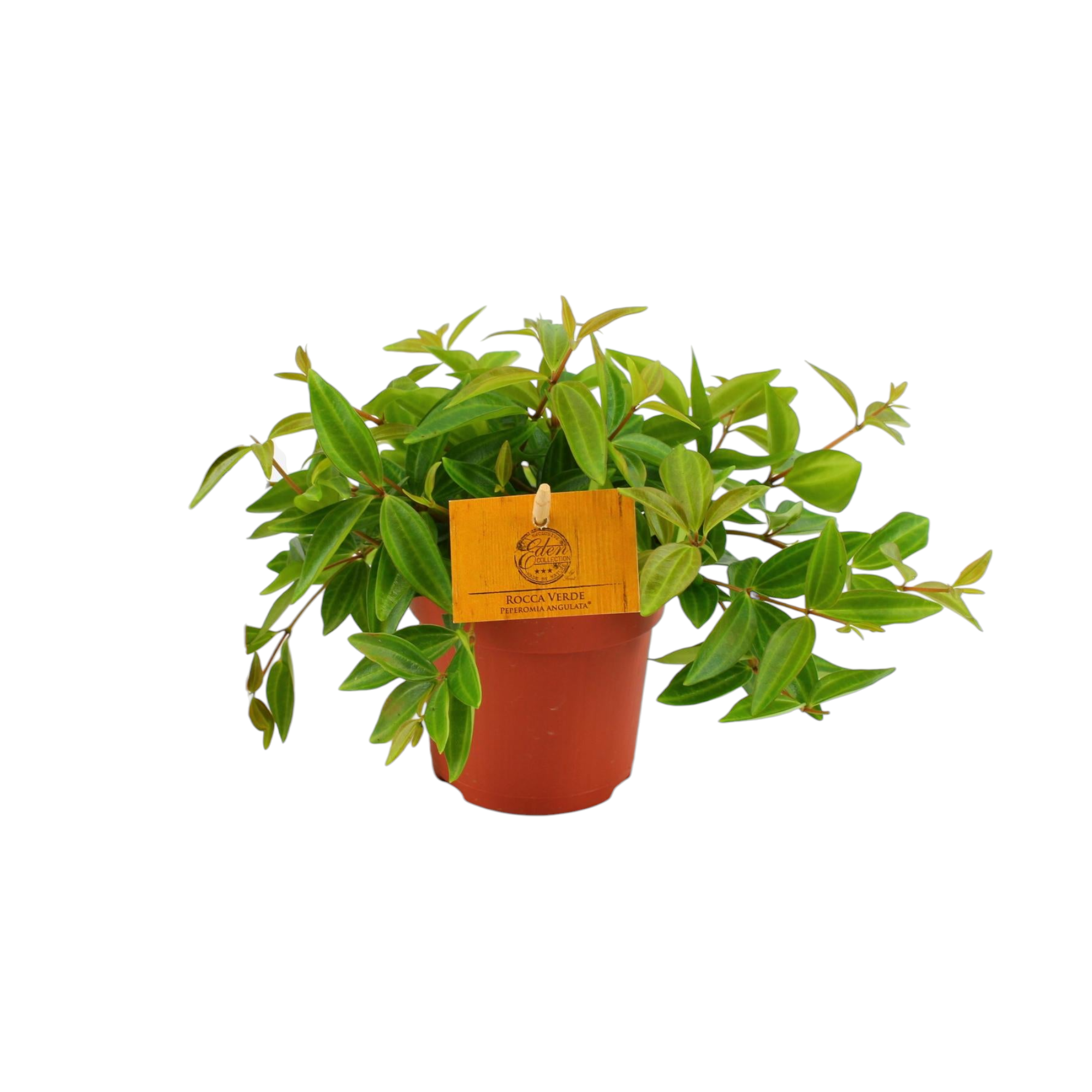 Plante d'intérieur - peperomia 'rocca vivace' 15.0cm
