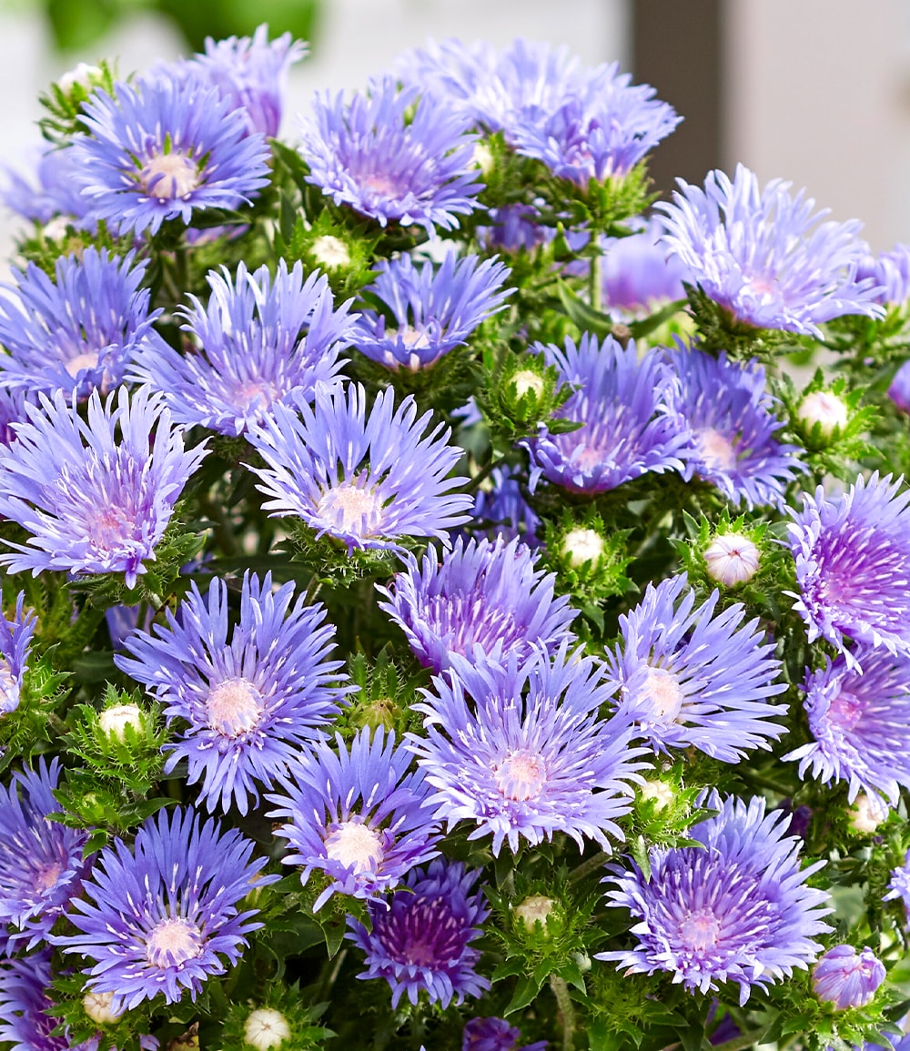 Stokesia 'Blue Danube'