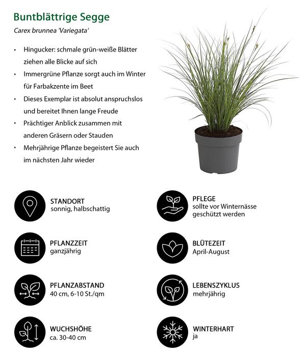 Buntblättrige Segge 'Variegata'