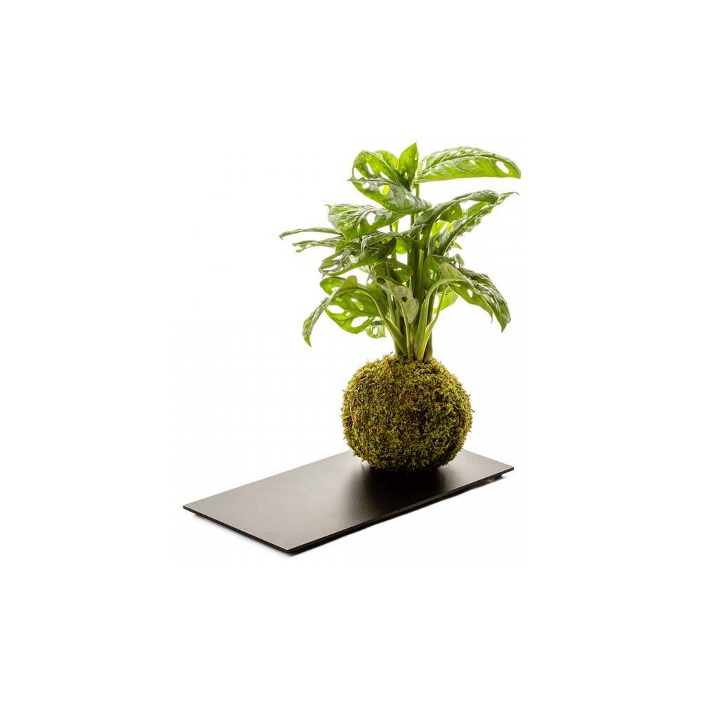 Kokedama avec plateau en métal 12 x 30 cm monstera