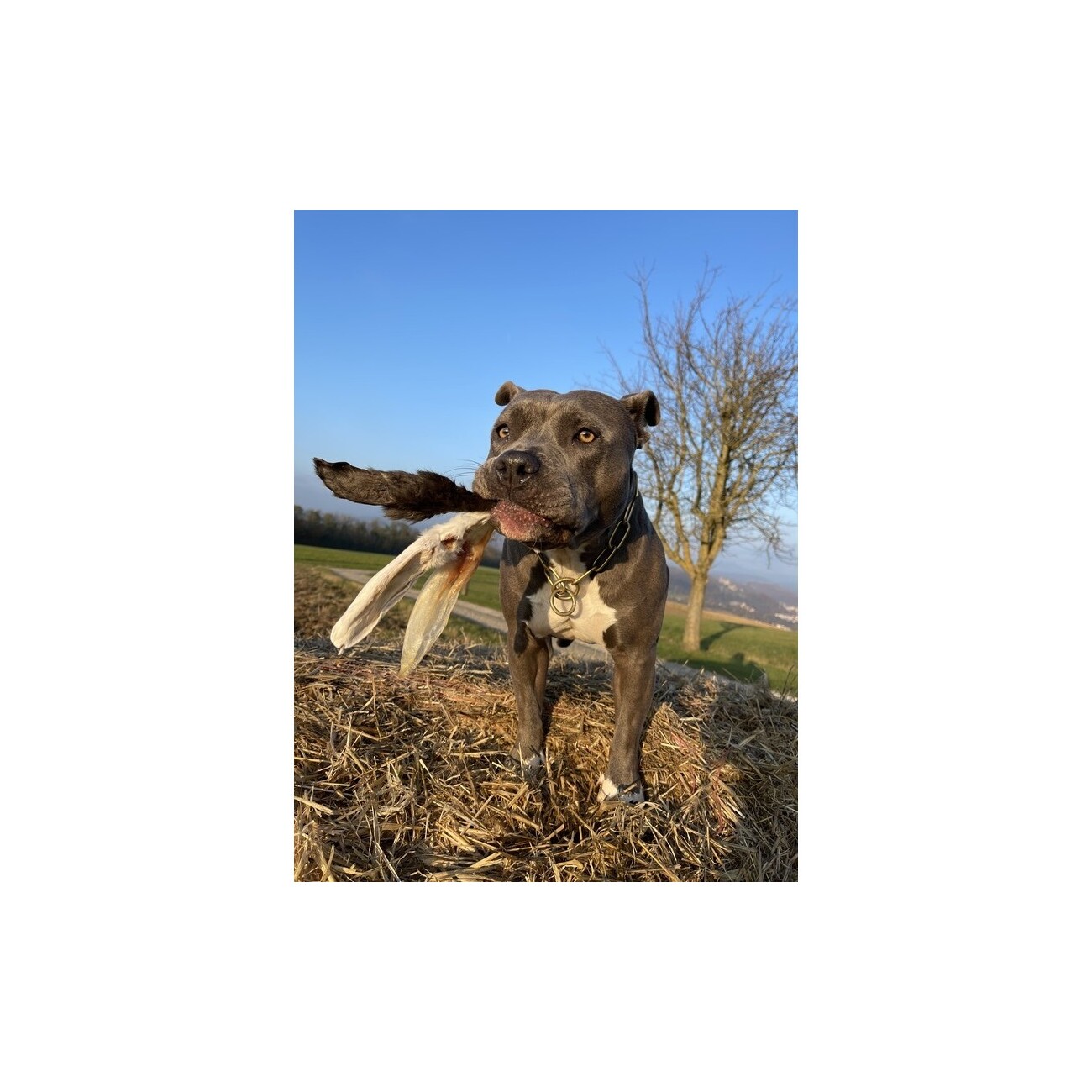 Bellfor Hundesnack - Kaninchenohren mit Fell - 200g