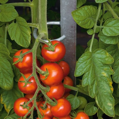 Tomatenstab Stahl verzinkt