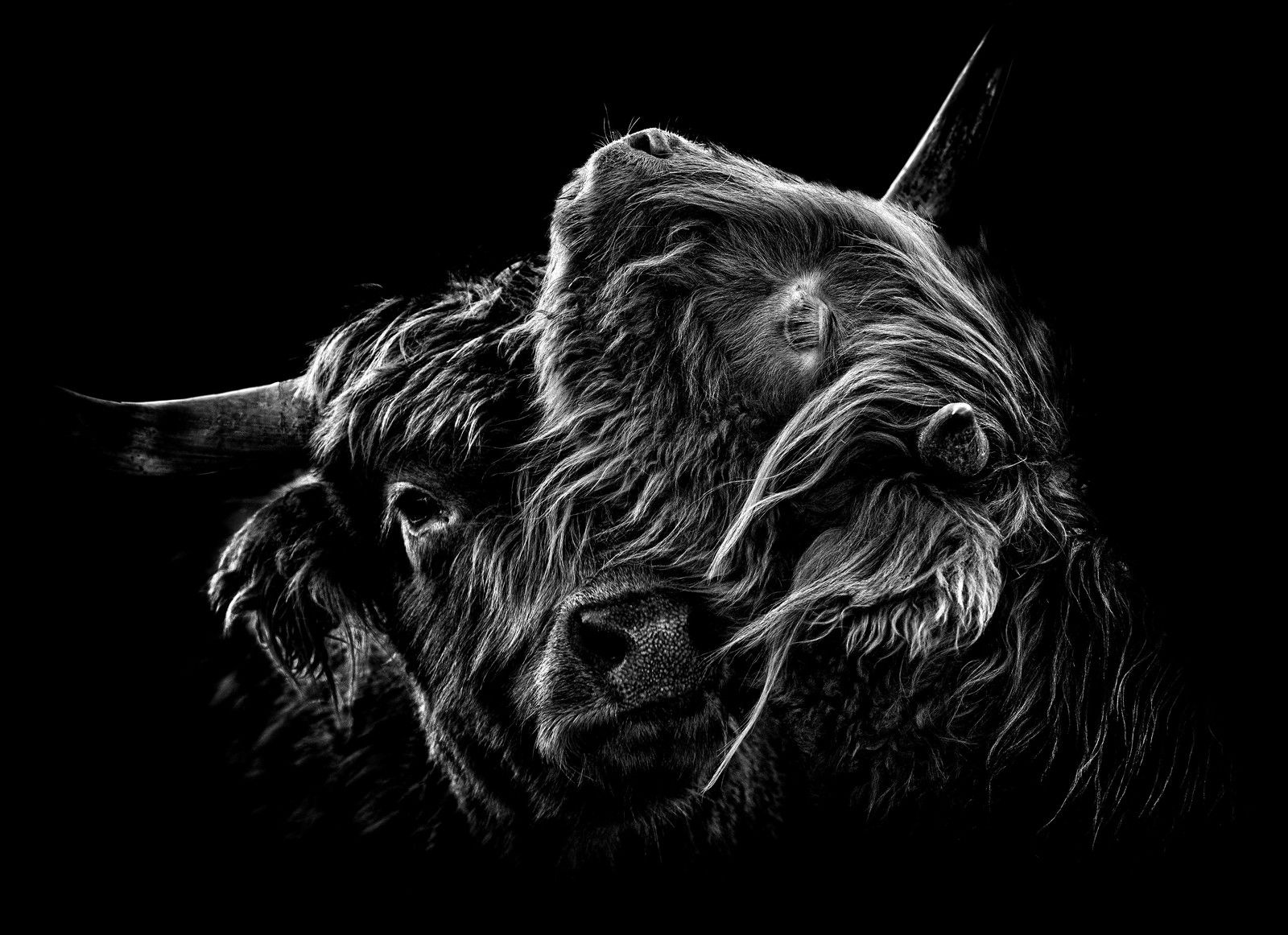 Zimt und Zucker II by Claudio Gotsch - Limited Edition. Edition of: 150. Signed.