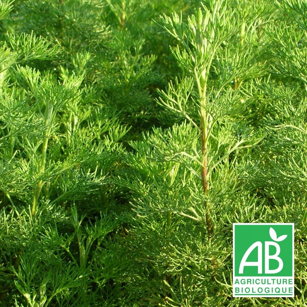 Aurone abrotanum bio/artemisia abrotanum[-]lot de 5 godets