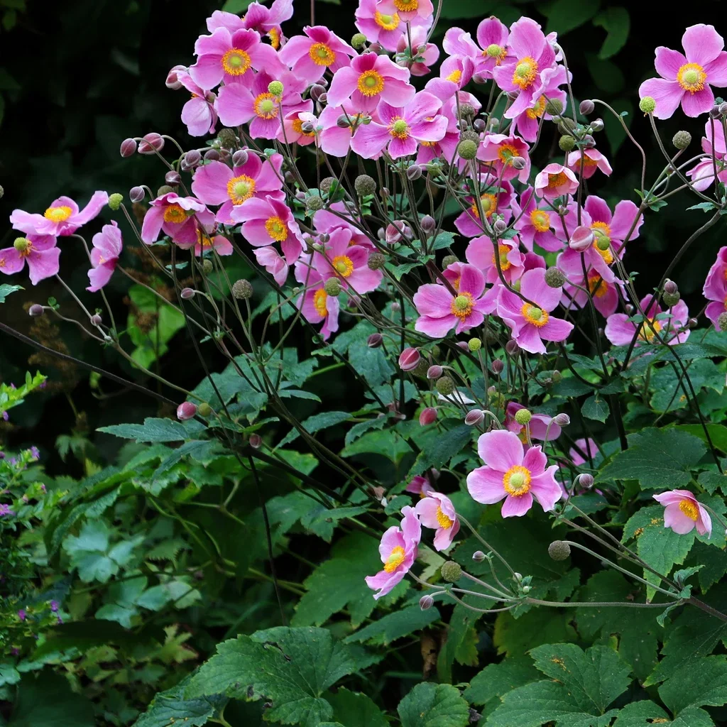 Anemone hup. 'Splendens' Høstanemone 'Splendens' Ø11 cm