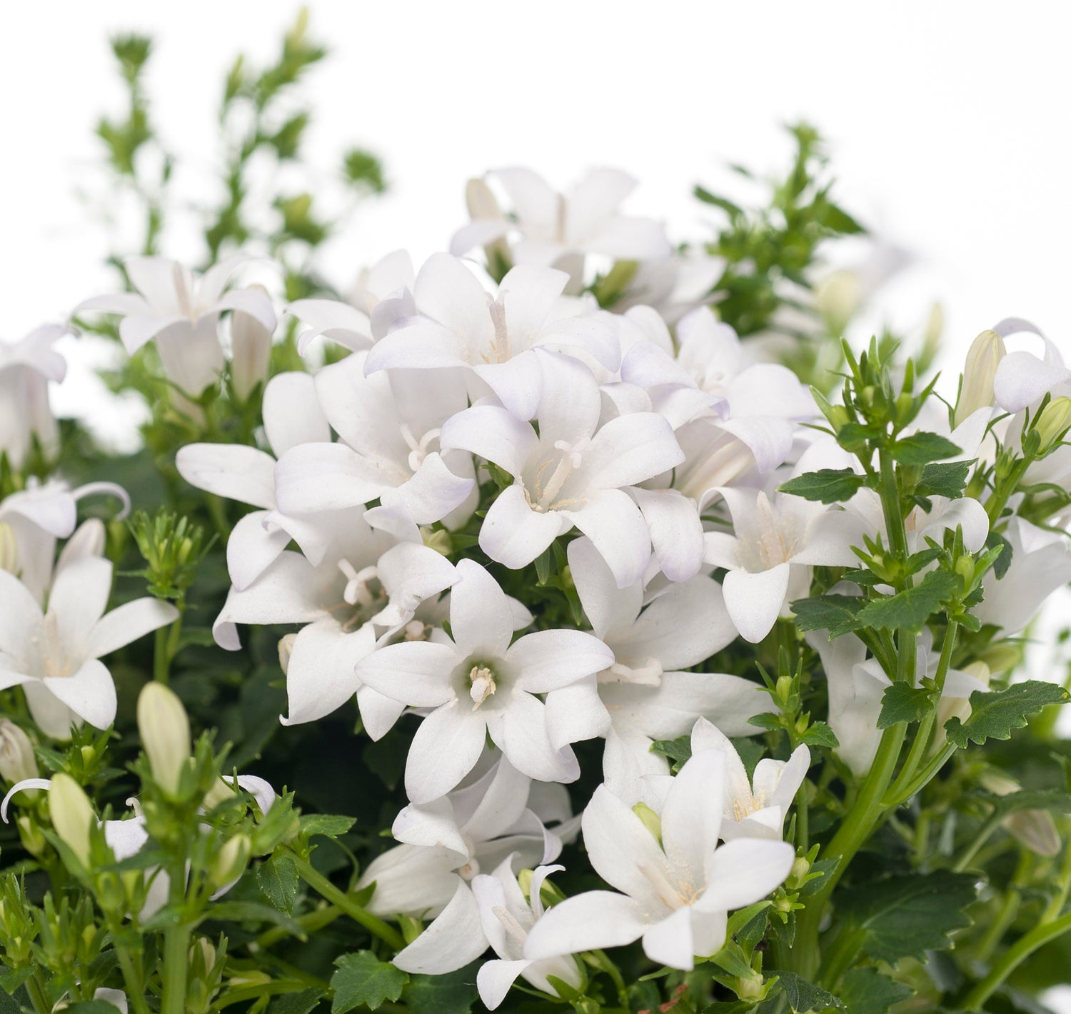 Kruipklokje (Campanula poscharskyana 'Ambella White') D 12 H 25 cm
