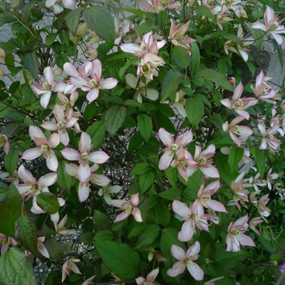 Clématite 'marjorie' - clematis montana 3l