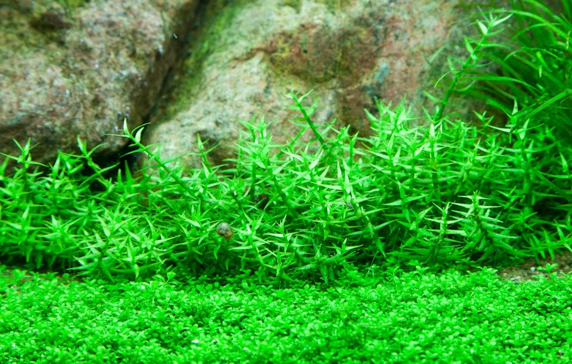 Waterplant Gratiola Viscidula