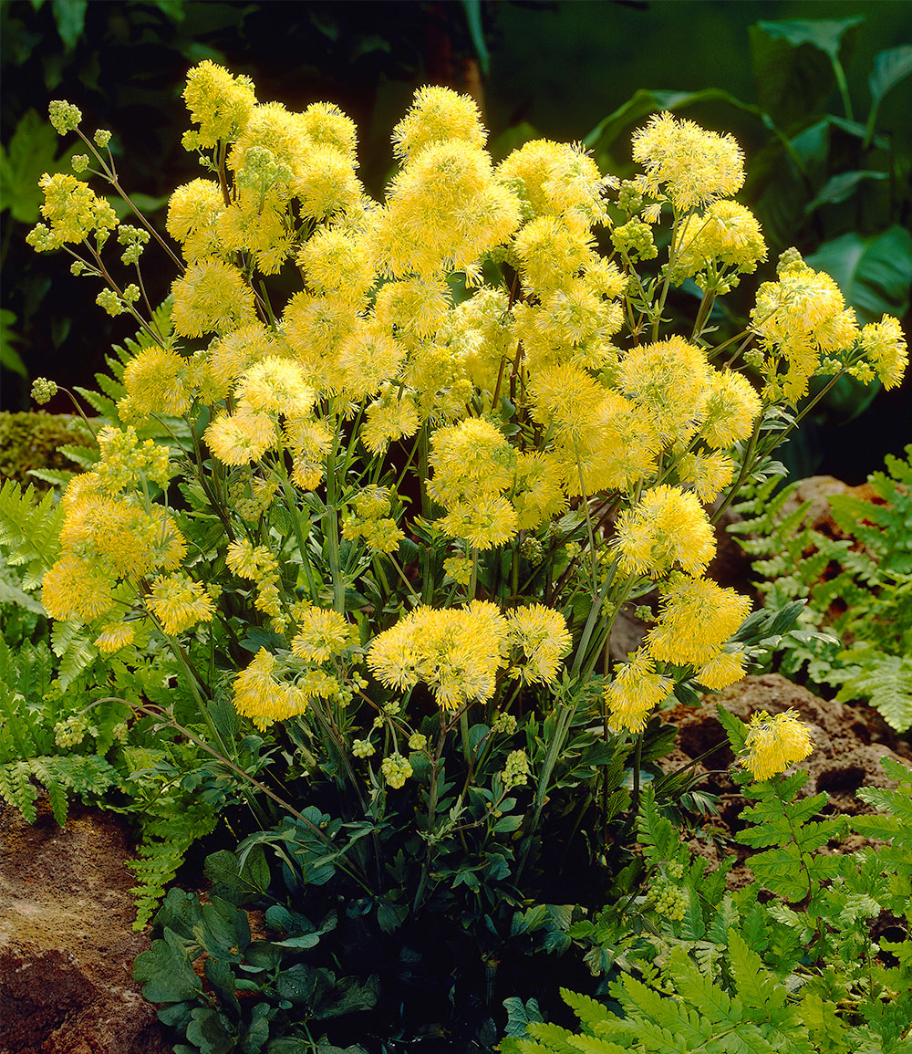 Thalictrum flavum Wiesenraute