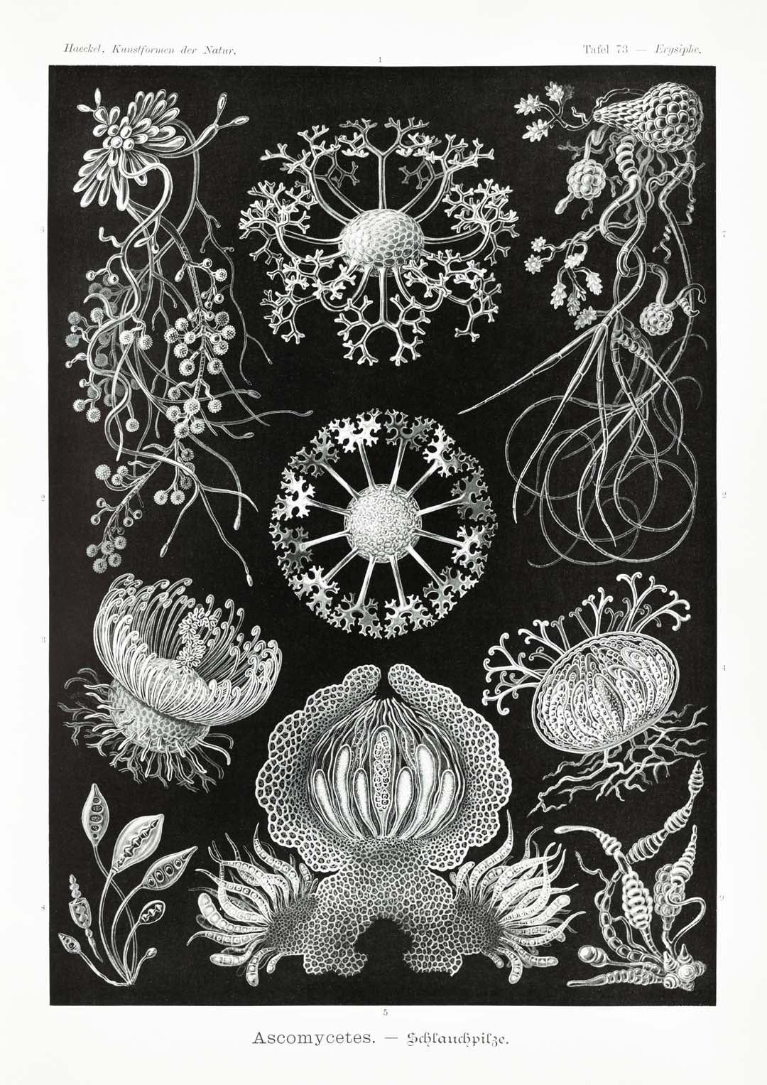 Ascomyceten von Ernst Haeckel