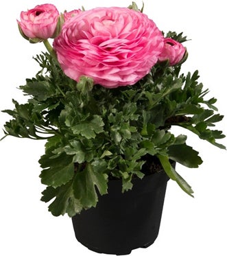Ranonkel (Ranunculus 'Light Pink') D 13 H 20 cm