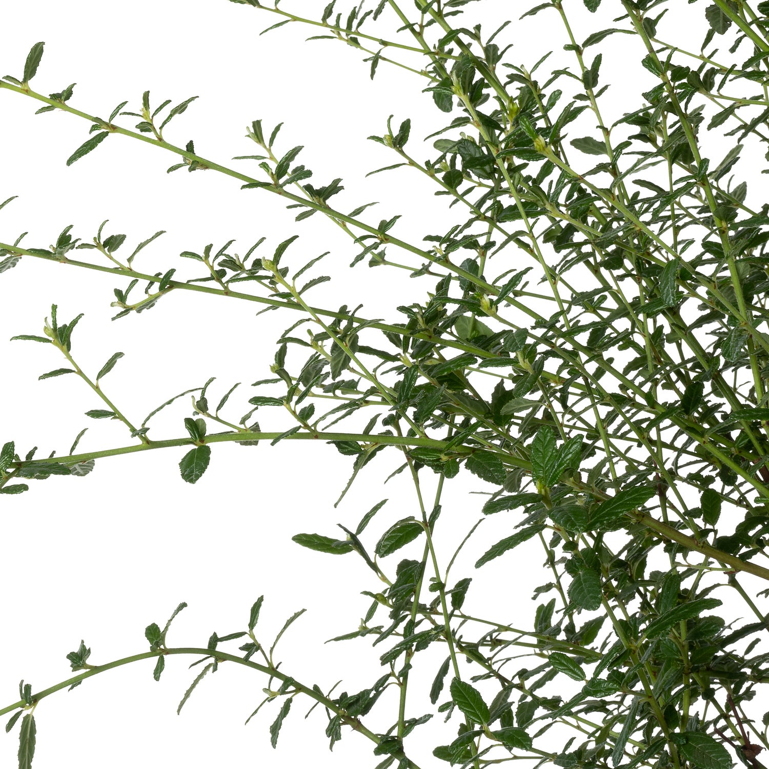 Amerikaanse Sering (Ceanothus 'Concha') D 23 H 60 cm