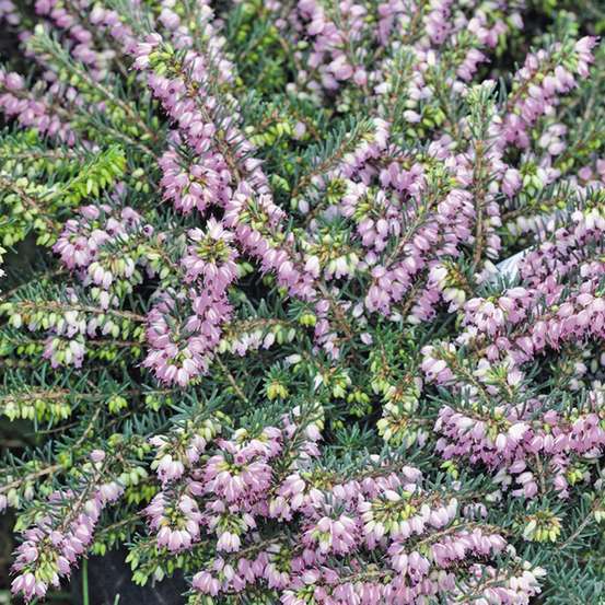 Erica darleyensis, coloris variables - pot 5L