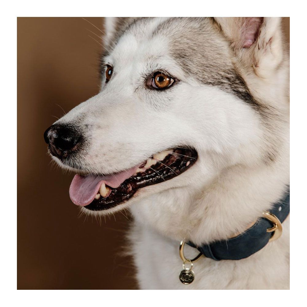 Kentucky CUIR VEGAN -  Collier pour chien navy/beige