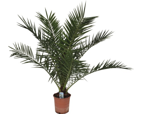 Phoenix palm FloraSelf Phoenix canariensis H 100-125 cm Ø 20 cm pot