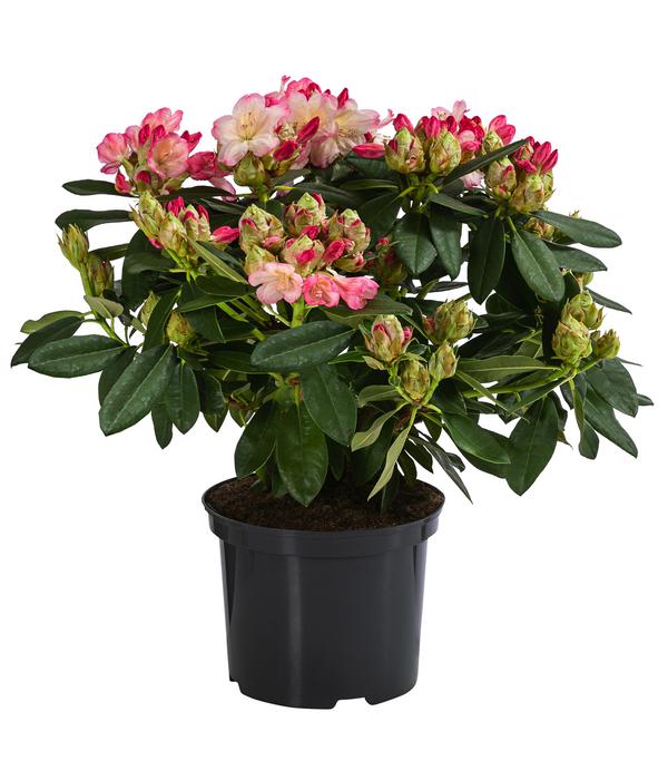 Rhododendron