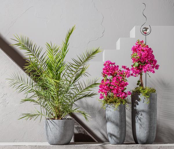 Drillingsblume 'Renate', Spalier