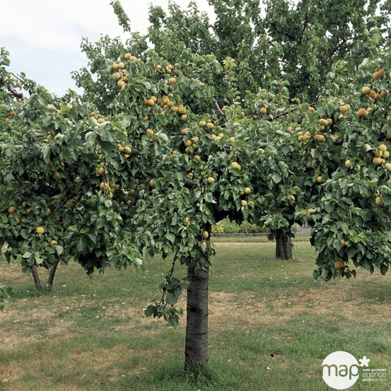 Abricotier Bergeron en gobelet 2 ans d'âge - pot 7,5L