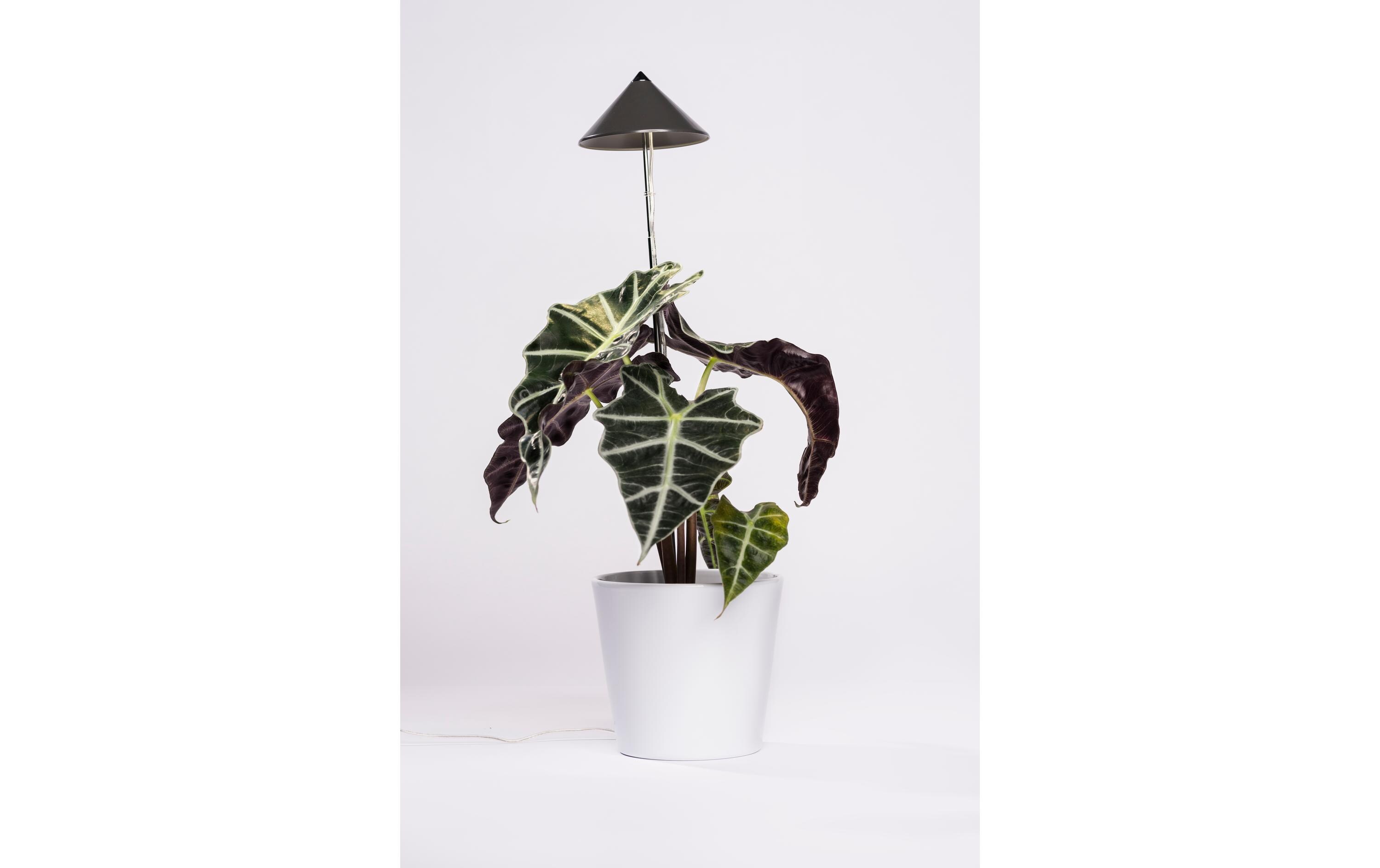 Pflanzenleuchte SunLite 7 W, GrauLED-Pflanzenlampe mit Vollspektrum