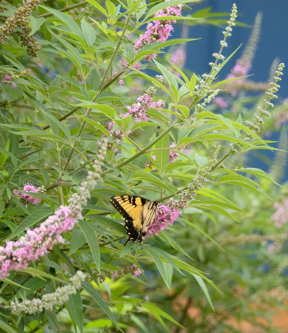 Mönchspfeffer 'Galactic Pink®'