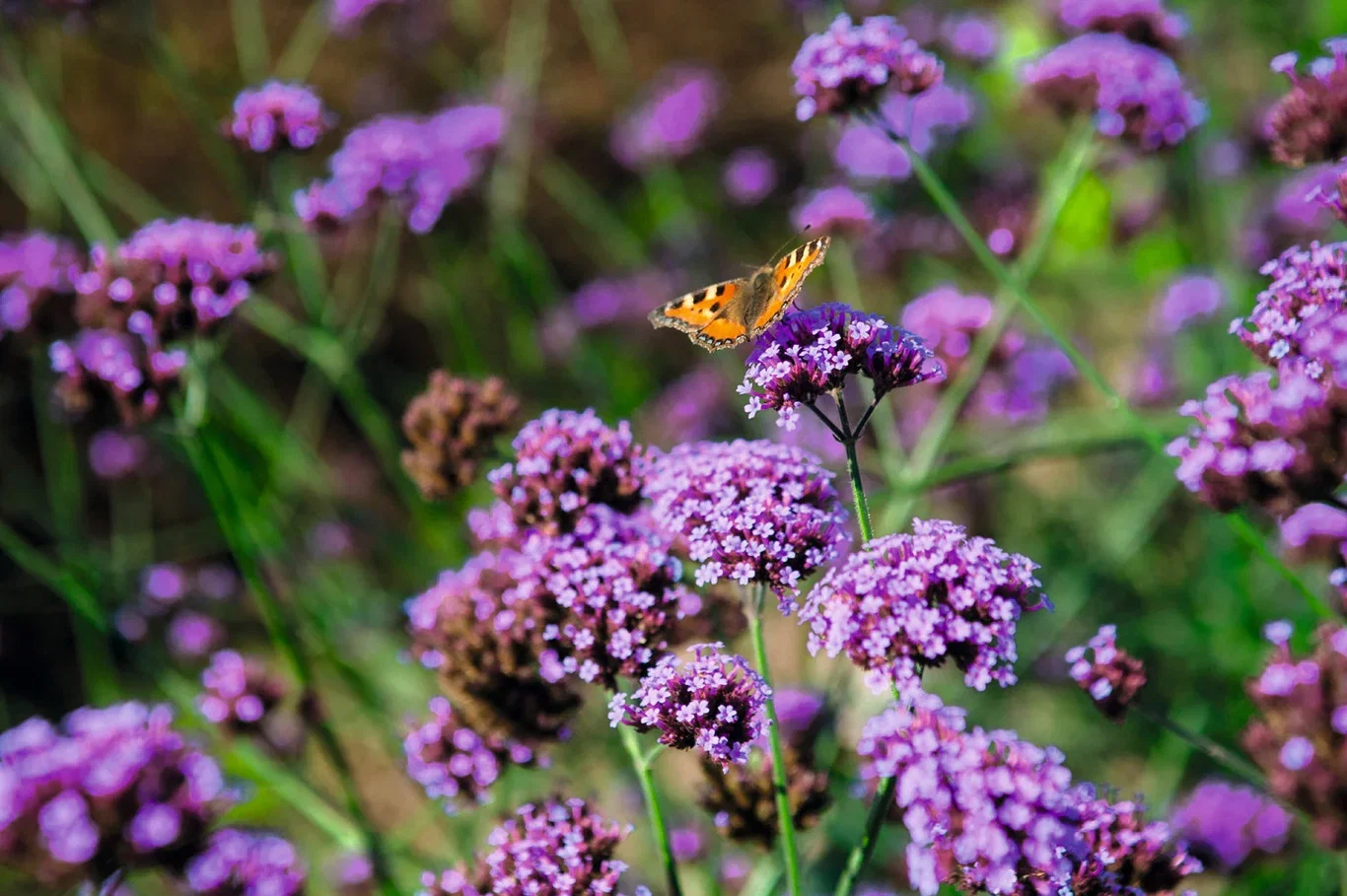 Verbena bonariensis 6 cm Kjempeverbena stikling Ø6 cm