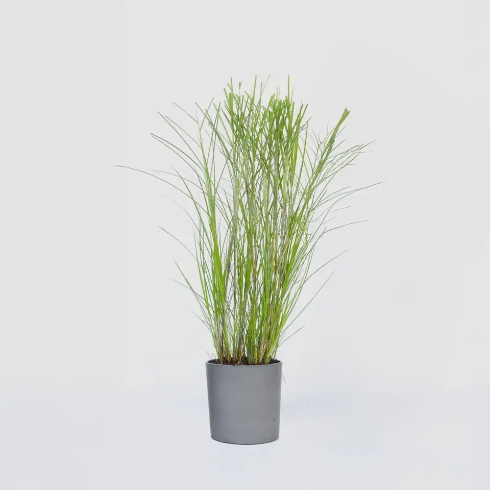 Prachtriet - Miscanthus sinensis 'Gracillimus' - Hoogte 40-60cm - ⌀23cm