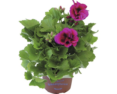 Edele geranium Pelargonium grandiflora Ø 12 cm pot