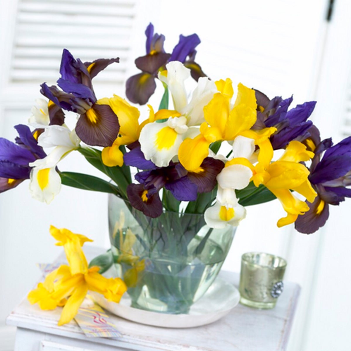 Bloomique – Mix van 50 – Iris Hollandica – Hollandse Iris – Kleurenmix – Bloembollen – Voorjaarsbloeier – Vaste planten – Wordt 50–60 cm hoog
