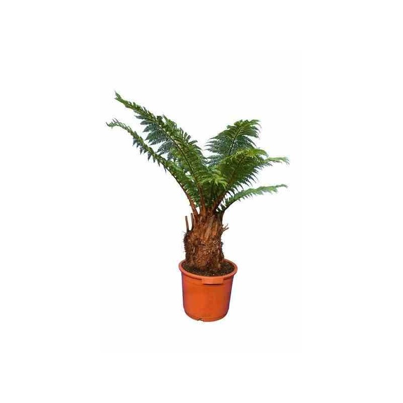 Dicksonia antartica (fougères arborescentes) taille pot de3litres - 30/50 cm