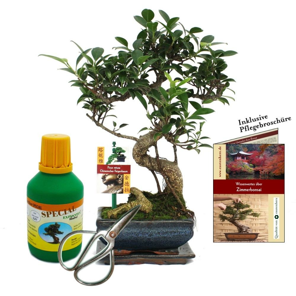 Coffret bonsaï bonsaï 
