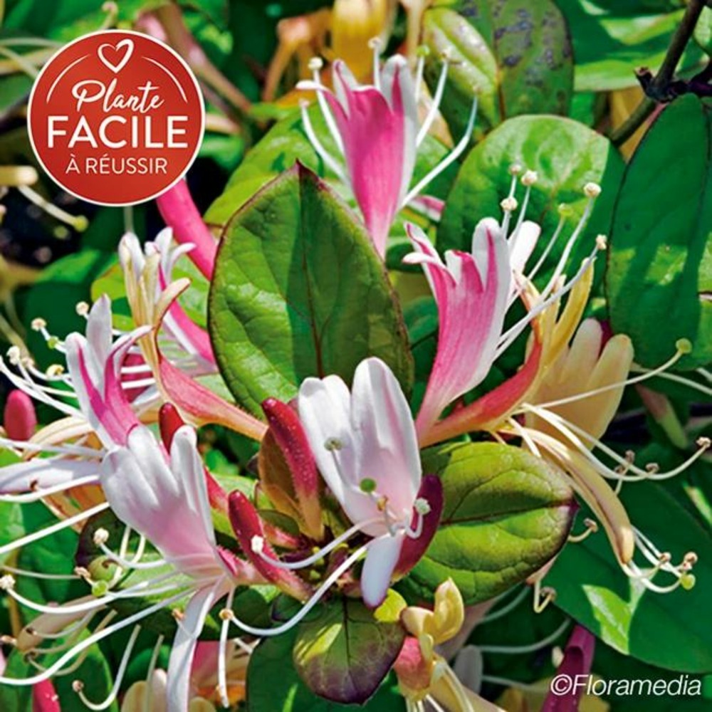 Chèvrefeuille du japon 'dart's world' lonicera japonica 3l