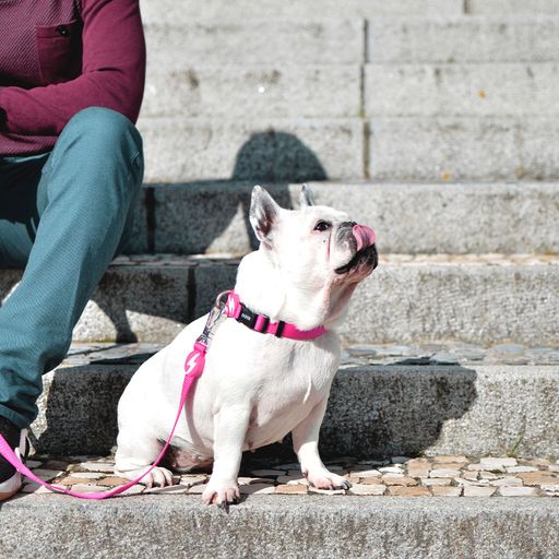 Coleira rosa de nylon para cães