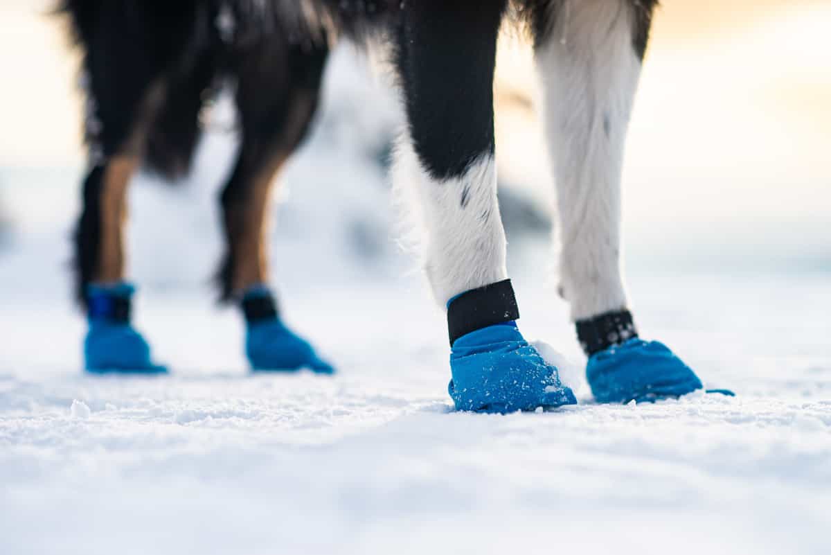 Non-stop Dogwear Long Distance Booties 4-pack (2021) Blue