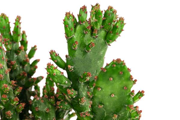 Feigenkaktus - Opuntia monacantha