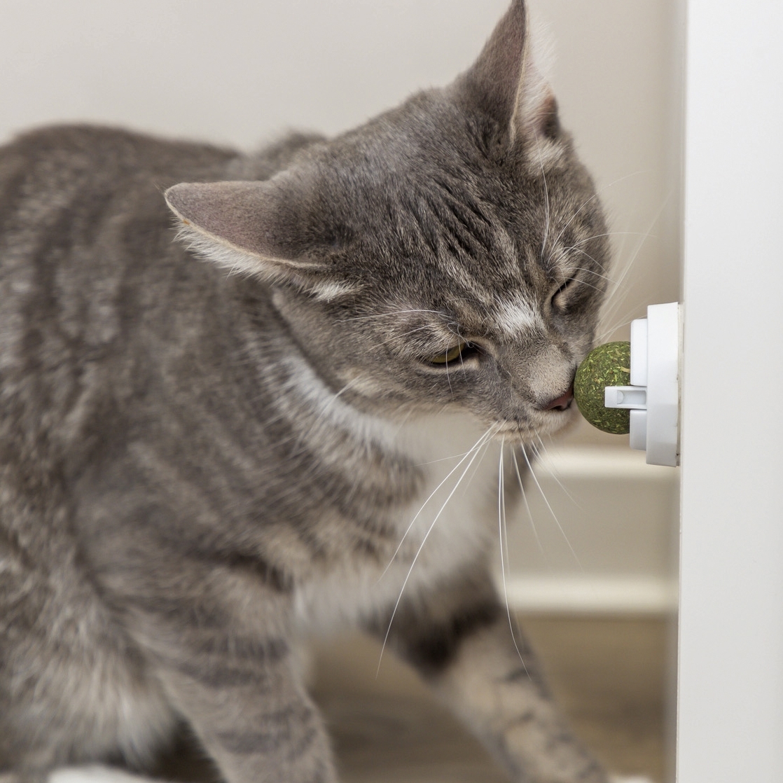 Balle herbe à chat avec support