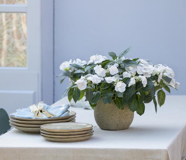 Girlanden-Hortensie 'Runaway Bride®'