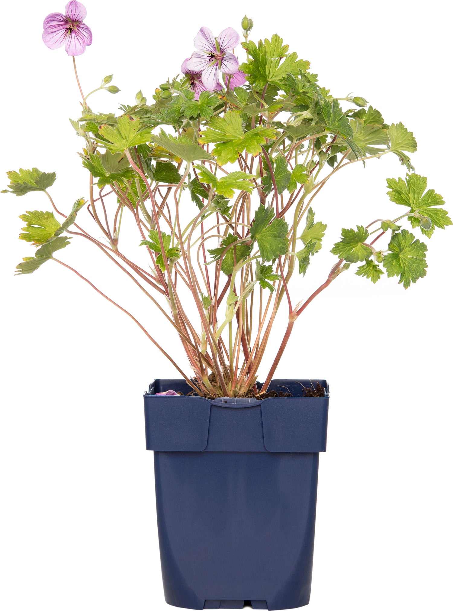 Ooievaarsbek (Geranium incanum 'Joy') D 9 H 15 cm