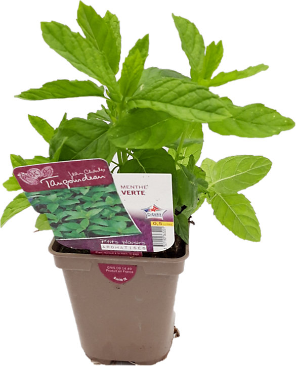 Plante d'extérieur type Menthe verte en pot de 0,5 L