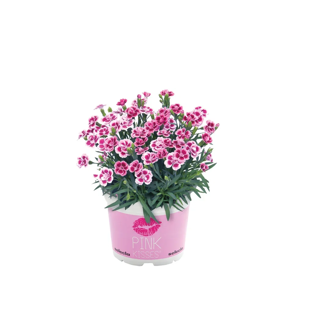 Dianthus dia. 'Pink Kisses' 14 cm Hagenellik 