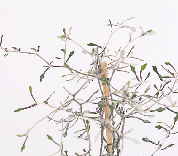 Zickzackstrauch