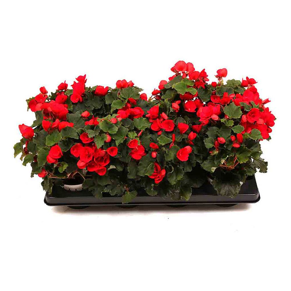 BETULIA STANDARD Ø12CM